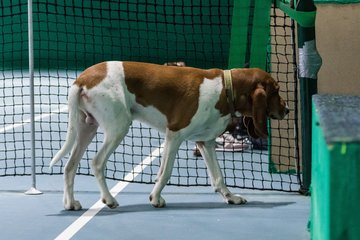 Training am 22.12.17 204 - Carina beim Training